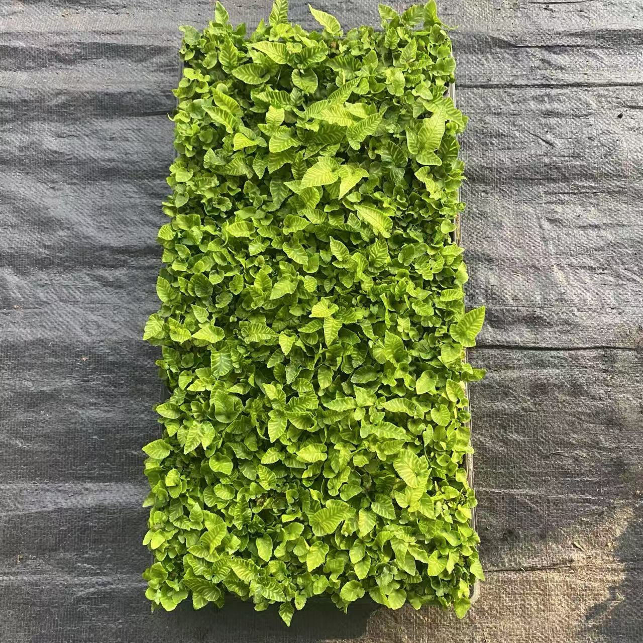 80fb442f9b5e98cf5d031bfe9f1593