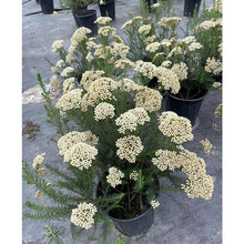 澳洲米花 花境植物 四川成都园林景观绿化苗木花木 盆栽绿植