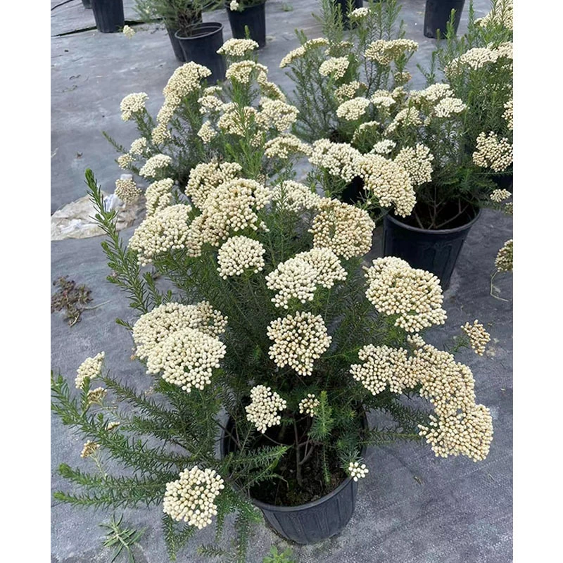 Австралийский рисовый цветок пограничные растения Сычуань Чэнду ландшафт озеленение саженцы цветы и деревья горшечные растения зеленые растения