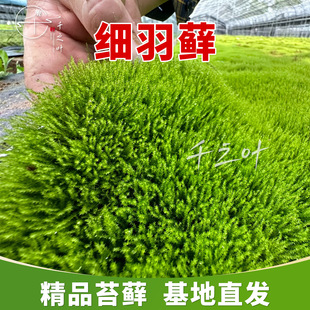 �����\��̦�\�쾰ͥԺ��ƺ���ɻ��ʸ���̦�ٴ�Gֲ����ֱ�N���l
