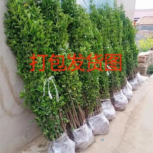 �h��ֲ�ﱱ�������������ļ�����ͥԺ�ͺ���������G������