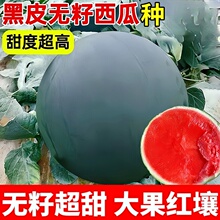 黑皮红壤西瓜种籽麒麟瓜无籽种子孑四季蔬菜嫁接苗高产甜瓜大全脆