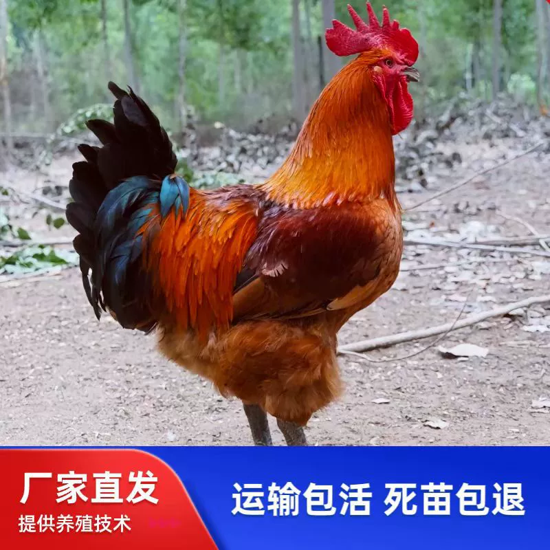 Большие цыплята-бройлеры с зелеными лапками вылупились, большие красные цыплята-цыплята и цыплята-цыплята быстрорастущие живые цыплята-саженцы
