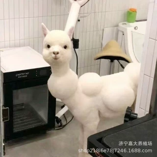 现货出售宠物小羊驼活体承接景区商场活动萌宠展羊驼租赁价格