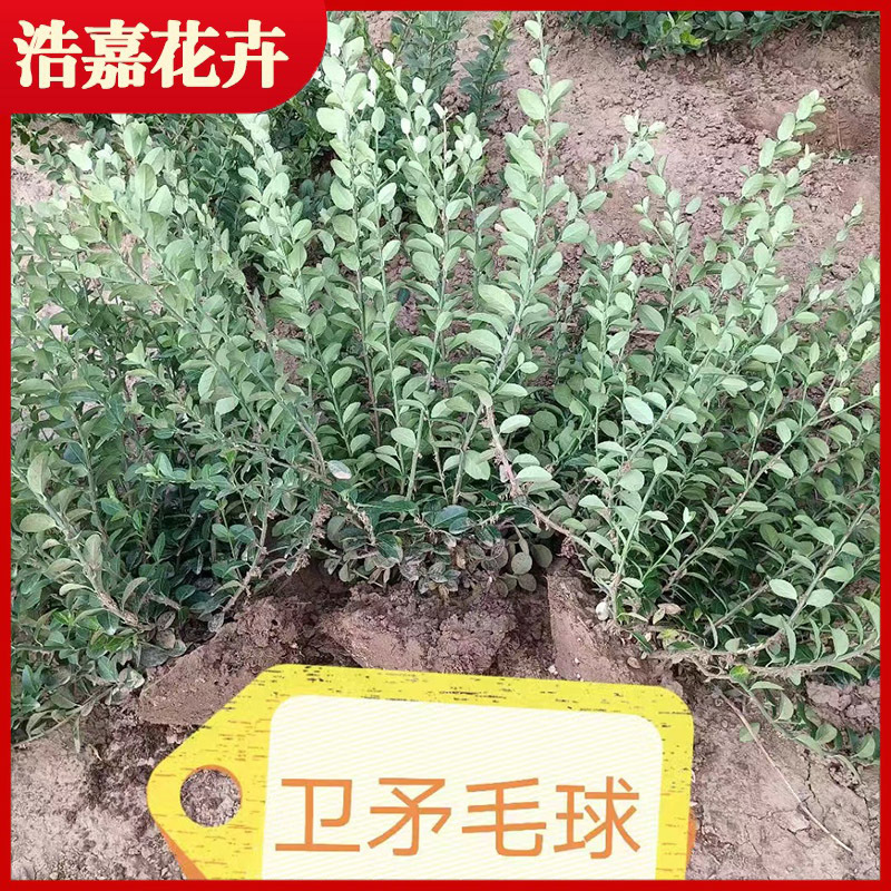 卫矛绿篱苗木 火山榕篱四季常青冬青苗木绿化山东青州花卉基地