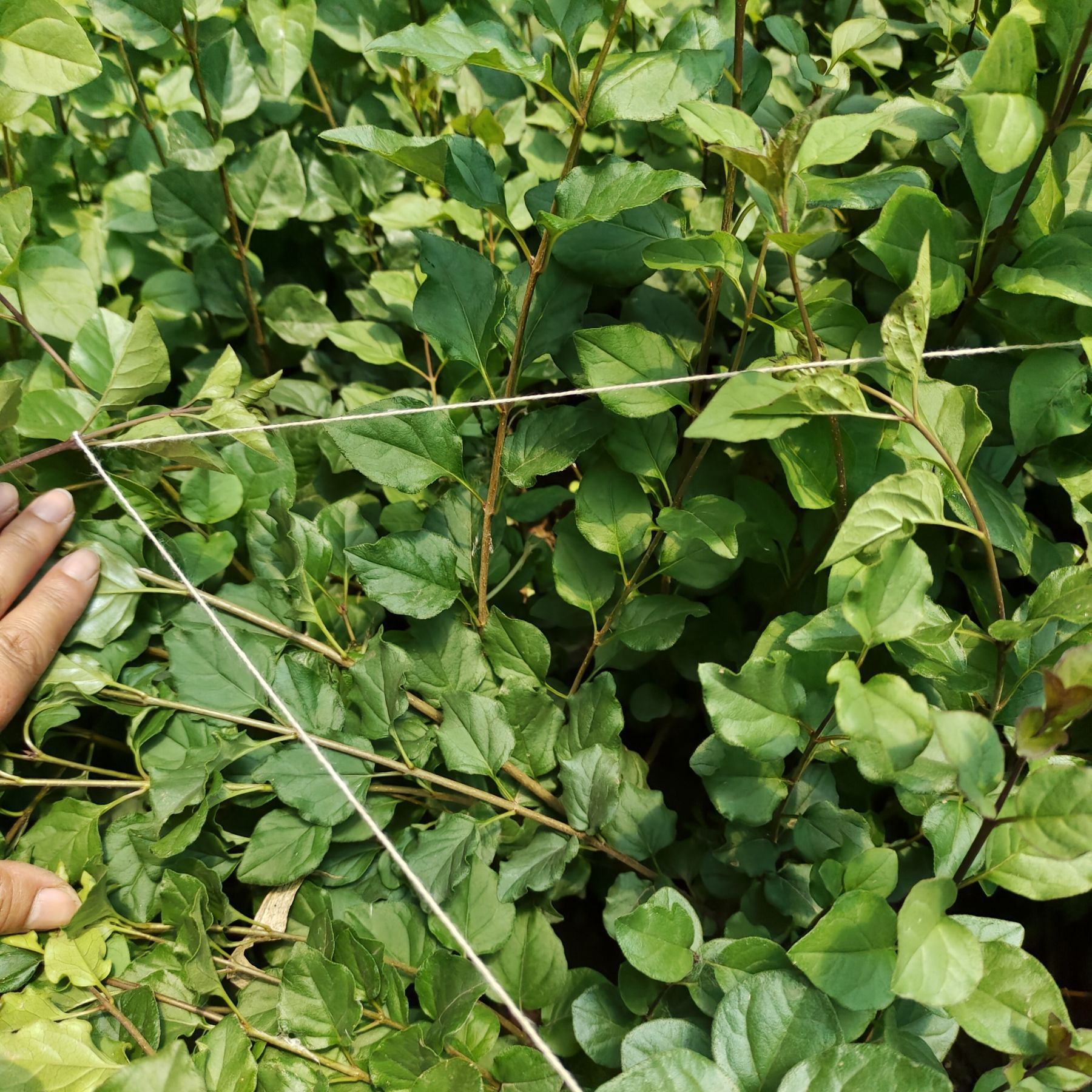 营养杯小叶丁香3