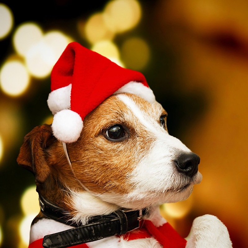 クロスボーダー新しいペットクリスマス帽子クリスマス猫と犬の赤い帽子クリスマス装飾ペットぬいぐるみ帽子|undefined