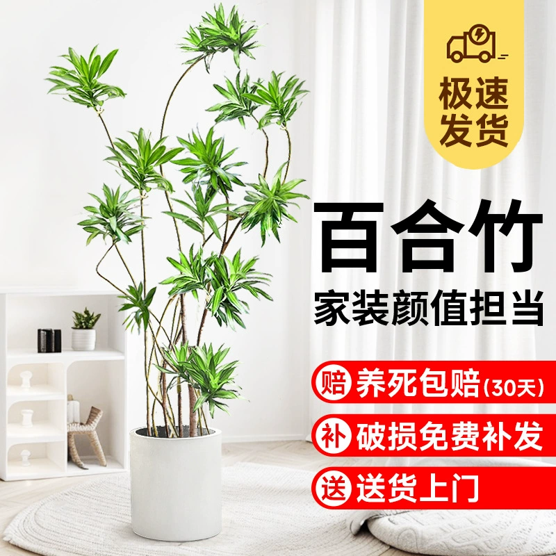 Лилия Бамбук Большой горшок настоящий цветок зеленое растение старый ворс моделирование гостиная свет роскошный хороший Крытый вечнозеленые Большие растения