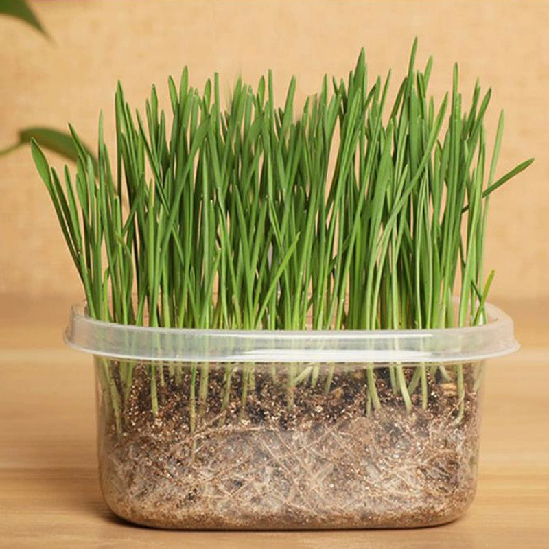 Кошка Трава Выращивание Почвы Кошка Трава Гидропоника Кошка Трава Пластиковый Бассейн Кошка Трава Кошка Коса Волосы Мяч