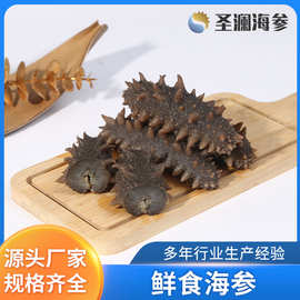 山东海参厂海参批发鲜食海参即食海参刺参新鲜辽参速食海参批发