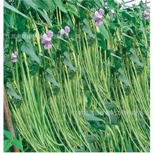 四季播摘不败高产豇豆种子绿条特长豇豆角易种植四季豆种籽可到付