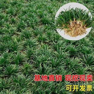 Greening and Cold-Resistant Courtyard Project, Four-Season Green Pruning, Authentic Jade Dragon Grass, Free of Dwarf Ophiopogon Japonicus, House Trampling