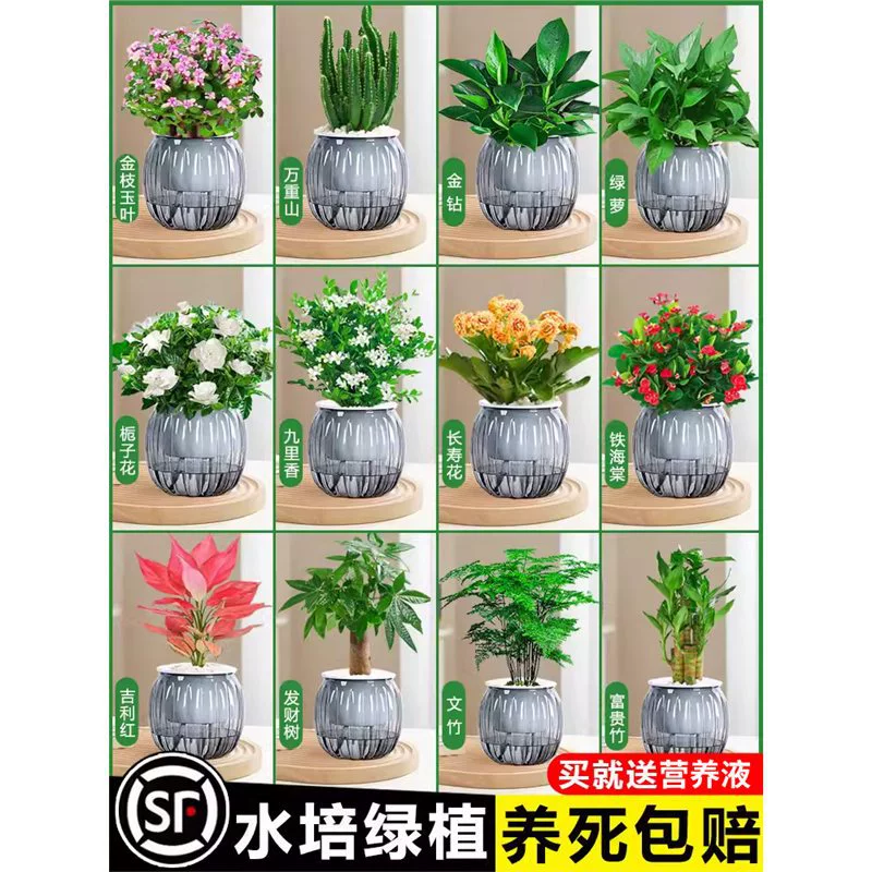 Корзина для зеленой редьки, денежное дерево, зеленое растение, цветок в горшке, очистка воздуха в помещении, настольное гидропонное ленивое растение, легко поддерживать в любое время года.