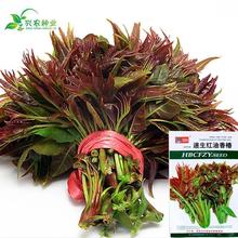 �߲˷N�Ӽt���㴻 ͥԺ�������]���������̨�ļ��I�B