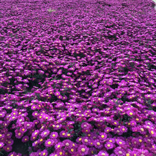 荷兰菊花苗东北耐寒花卉工程绿化花苗庭院绿化小区绿化花苗易种苗