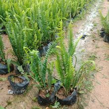 �Źǲ� Ҏ���Rȫ�IާС���^�p�rֵ�� ����С���̨��ľ����