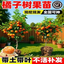 沙糖桔树苗地栽盆栽南方北方种植橘子树苗柑桔果树果苗嫁接砂糖橘