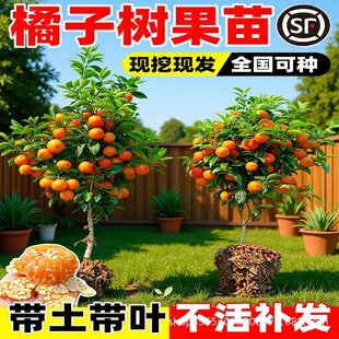 ɳ�ǽۘ�����������Ϸ������Nֲ���Ә���̽۹������޽�ɰ����