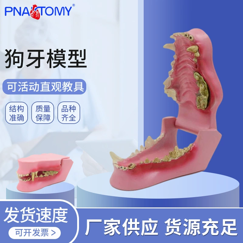 [厂家供应动物牙齿模型 动物牙齿犬科牙口腔教学模型狗骨骼犬骨骼]