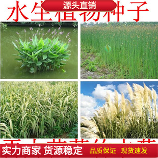 ˮ��ֲ�� �������N�� ˯ɏ�ѻ��~�J���S���JȔˮ�[���~���Sβ�N��