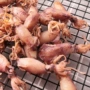 无籽墨鱼仔海鲜海兔子