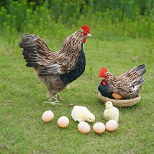 ������ë�uģ����߹��uĸ�u�����u�[��С�u���Ĕz���߼Ҿ��Ʒ