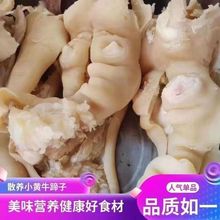 饲黄牛蹄去骨牛蹄牛肉剔骨去筋牛筋牛蹄筋牛腿新鲜牛脚料包