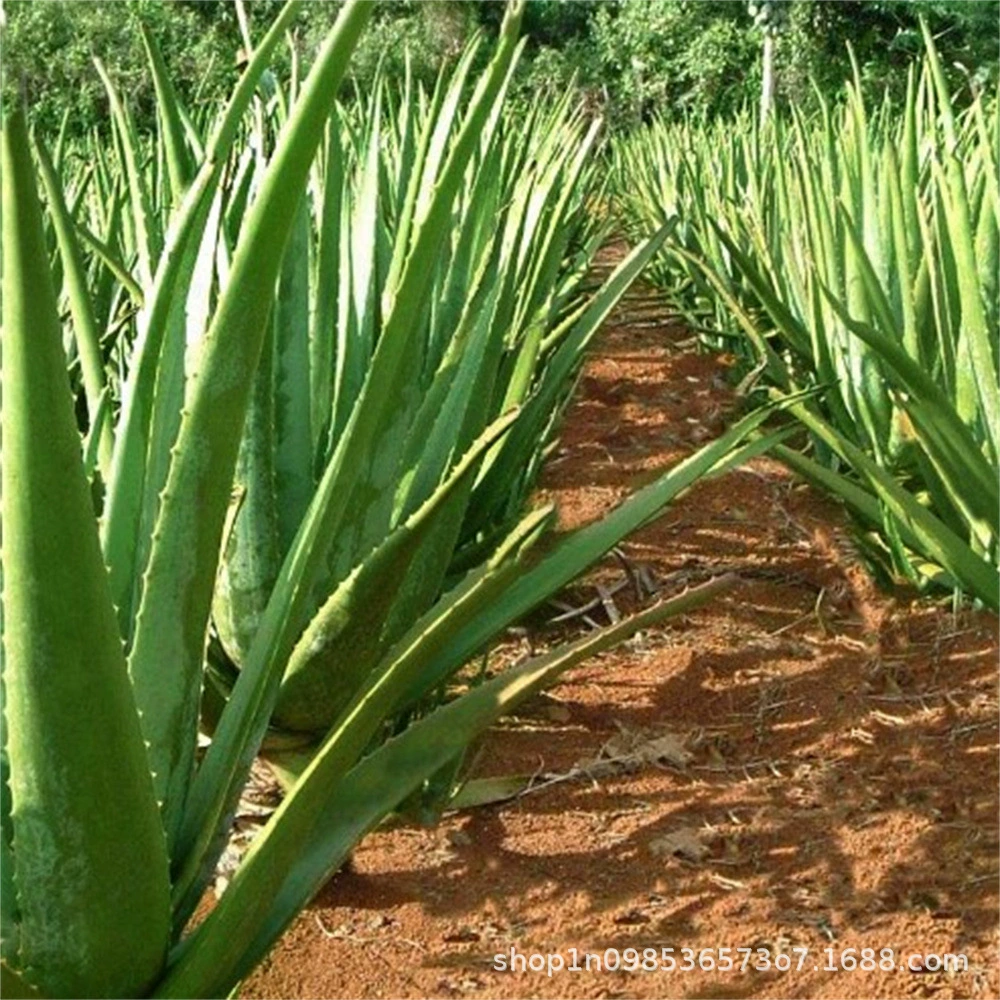 Алоэ Вера горшечный город, который никогда не спит Увлажняющий гель для красоты Алоэ Вера семена сочных растений успокаивающий декоративный алоэ вера