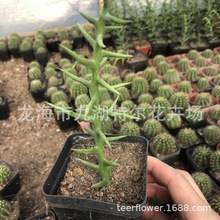 ɺ������ �y������ �ļ����~ �Gֲ���� ����ֱ��