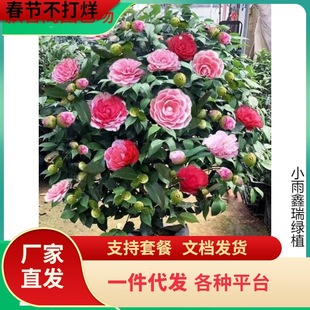 һ�����l�軨�ļ����Ԙ����ذ�ɽ�軨���҃���Gֲ�ͺ���ɫ�൤��