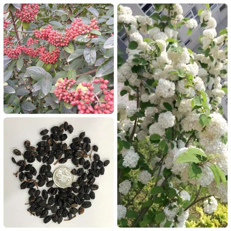 新采木绣球种子林木树种 白花绣球种子 绣球荚蒾 白绣球种子苗木