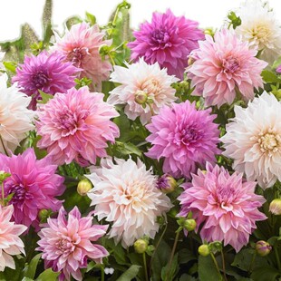 ذNСѵعϻͥԺ̨҃ļN