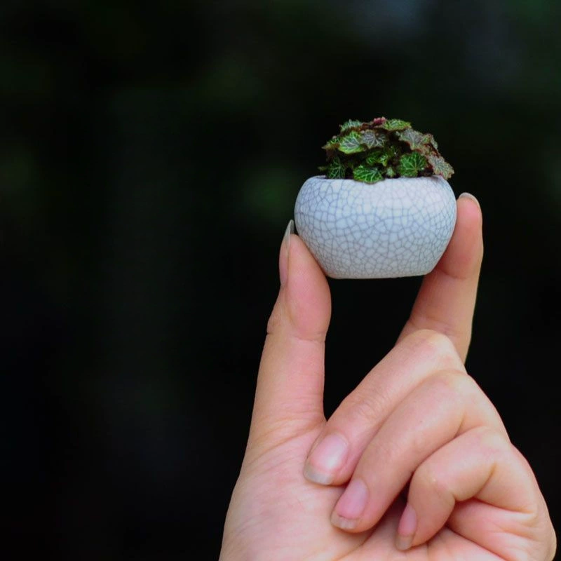 Ушная трава Jihu, трава каламуса, миниатюрные зеленые растения, маленькие бонсай, сочные цветы, комнатные растения