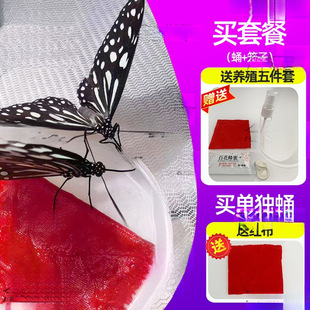 �����Ӽ���w�ɷ�����Y���w��ͯ�Y����B�^��С���x�����J��