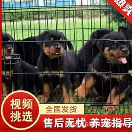 出售纯种罗威纳幼犬大头德系罗威纳包活护卫犬家养大型犬狗狗