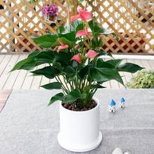 武汉绿植粉掌白掌红掌鸿运当头盆栽水培土培自适应的可爱粉掌租摆