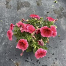 2511�ذ갫��ţ���Ա����ϻ��ܰ���ţ�����҃��̨���ֲֵ��