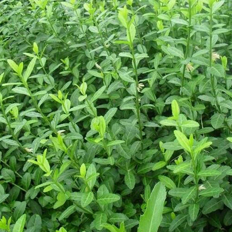 Листовка Euonymus japonicus Base напрямую поставляет четыре сезона вечнозеленые красные листья стена для скалолазания большая рассада двор озеленение кустарник забор растения