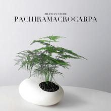 文竹室内迷你小盆栽创意造景办公室桌面绿植客厅四季好养净化空气