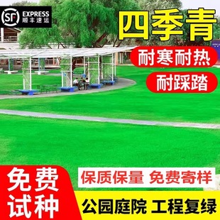 Dwarf Four-Season Green Drought-Resistant Pruning-Free Slope Protection Soil-Fixing Four-Season Evergreen Courtyard Greening Lawn Turf Seeds