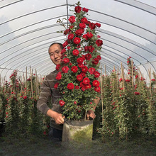 Nޱٱ¼شͥԺֲļ_õ