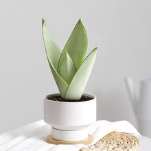 金钻虎皮兰绿植室内盆栽发财树南洋杉办公室桌面吸甲醛绿植小