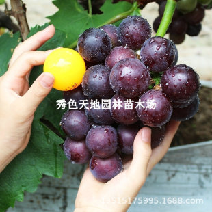 ƹ������������������������箔��Y�����ј��m�ϱ����Nֲ������