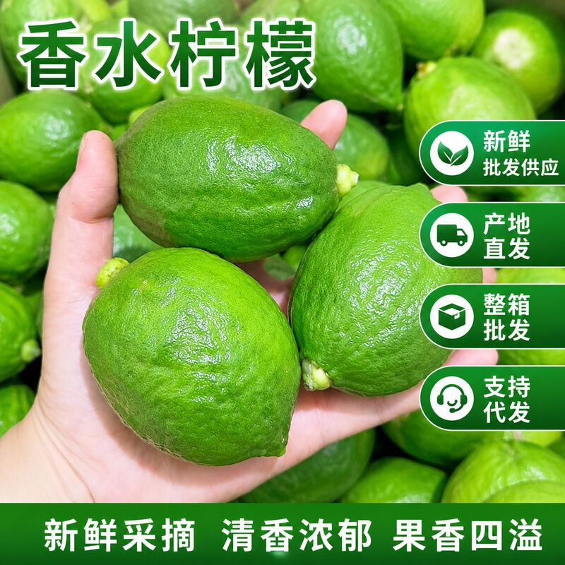 Guangdong Fresh Lemon Wholesale, Whole Box Supply, Direct from the Place of Origin, for Milk Tea Shops, Commercial Use, One-Piece Dropshipping Guangdong Fresh Lemon Wholesale, Whole Box Supply, Direct from the Place of Origin, for Milk Tea Shops, Commercial Use, One-Piece Dropshipping