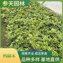 ���_ľ ���_ľ���l �߶ȹڷ�20~40���ֿ��x ���̾G����ľ��������