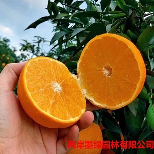 Ě����~�ɠ�Ě����޽ӳ��Ә����Ϸ������Nֲ������箔��Y��