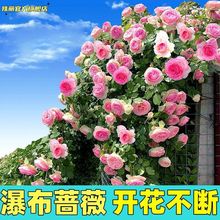 �ļ����N�_�����Nޱ���N���ӻ��¼�����ֲ�ﻨ������ͥԺ���ܷN��