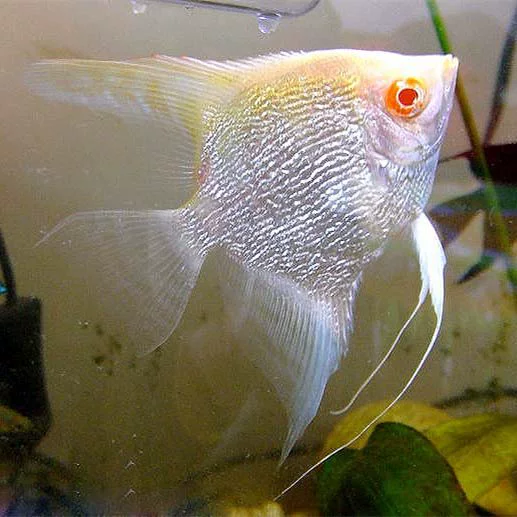 2 3cm red eye diamonds