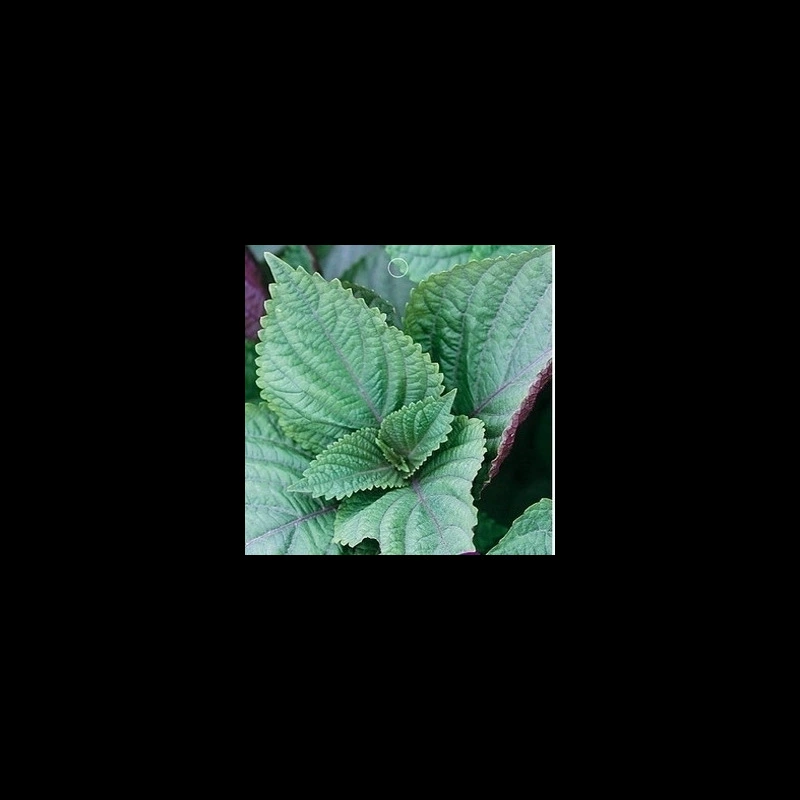 Семена/Двухцветные семена периллы/Семена трав/Кулинарная приправа/Семейное посадка на балконе Съедобная перилла Зеленая перилла.