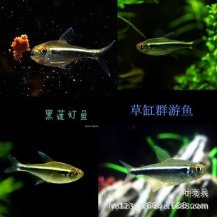 ��ɏ���~��ɏ���~�����޺���~���p��늟��~�Ꭷ�^�p�~���l